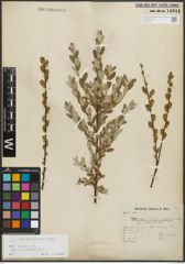 Foto von Salix repens subsp. incubacea (L.) A. Neumann